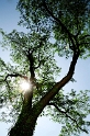 14.02.2011 Blume-Makro-Tiere-Baum-D31_6639